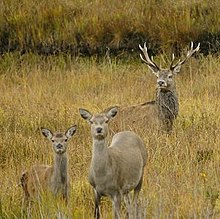 red deer rut