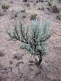 Miniatura para Artemisia tridentata