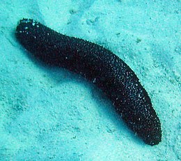260px Sea cucumber