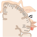 תמונה ממוזערת לגרסה מ־13:42, 19 בנובמבר 2021