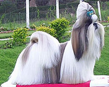 Shihtzu (cropped).jpg