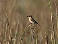 Hembra en el Parque Nacional Keoladeo, India.