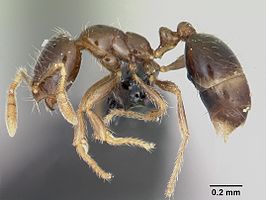 Solenopsis mameti