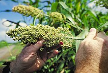 Sorghum bicolor