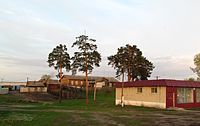 Sosny (pine trees) in Sosnovka. 2015