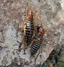 Pair of Mountain Stone Weta found on a rock at Korowai / Torlesse Tussocklands Park, Canterbury.