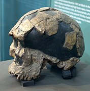 Herto skull?, Homo sapiens idaltu (0.16)
