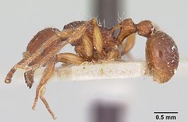 Tetramorium andrei