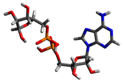 Three-dimensional model of ADP ribose.png