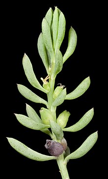 Threlkeldia diffusa.