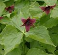 Purple trillium (Trillium erectum)