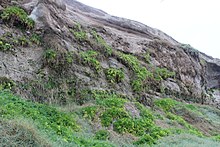 Valeriana integrifolia Phil. - Flickr - Pato Novoa.jpg