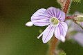 Veronica persica