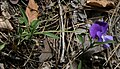 Viola aethnensis subsp. messanensis