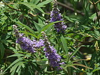 Vitex agnus-castus.JPG