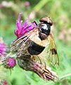 Volucella pellucens