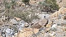 Wadi Arus - Palm trees and terraces at the end of the initial section, which flows from north to south