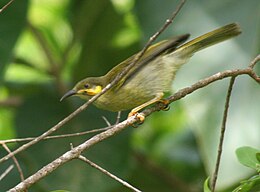 pikkelyesfejű mézevő (Foulehaio carunculatus)