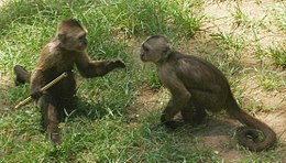 Dominance hierarchy behaviour, as in these weeper capuchin monkeys, may be homologous across the primates. Weeper Capuchin 01 (cropped).JPG