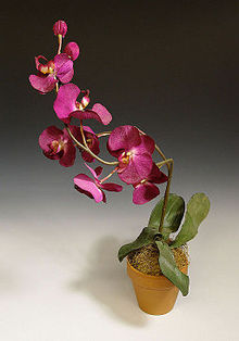 Wolfe-NWM-Orchid.jpg