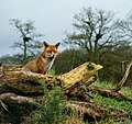 Vos Biscuit in het British Wildlife Centre