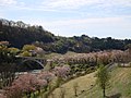 坂戸橋近辺の桜