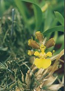 Oncidium longipes