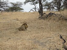 Intare ziri muri parike ya Akagera