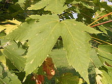 Acer heidrechii ssp heidrechii R0019777.JPG