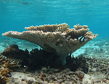 Photo d'un corail blanc à long pied et formant une corolle.