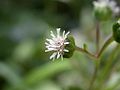 花の拡大：伸び出しているのは花柱