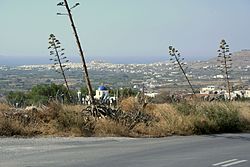 agave mezi Galanadem a městem Naxos