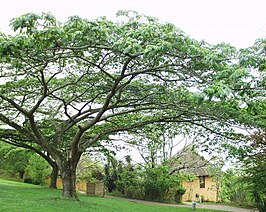 Albizia adianthifolia