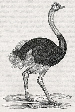 Afrikaanse struisvogel