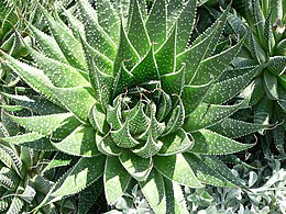 Akuotuotasis alavijas (Aloe aristata)