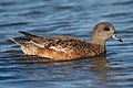 American Wigeon, by Mdf