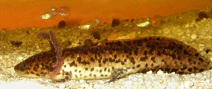 Аксолотль коренастой амбистомы (Ambystoma andersoni)