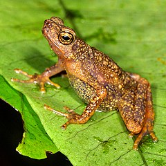 ♂ Ansonia minuta