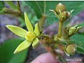 inflorescence d'Apeiba tibourbou