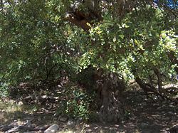 a carob tree