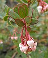 Arctostaphylos