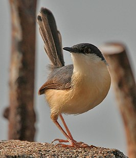 Grijze prinia