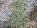 Asparagus acutifolius (Asparago pungente)