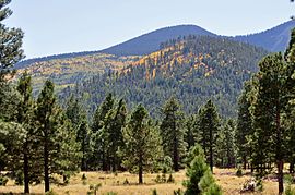 Os bosques abertos de Pinus ponderosa son o hábitat predilecto de Sitta pygmaea.