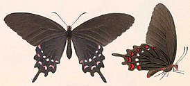 Parides alopius