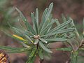 Banksia neoanglica leaves