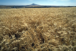 Barley is a major animal feed crop as well as supply for the beer and distilling industries.