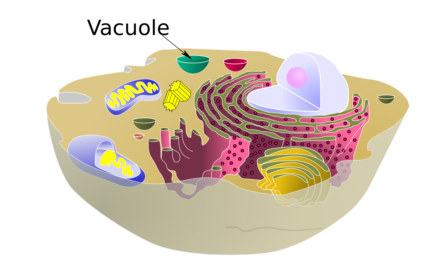 Animal Cell Model Diagram Project Parts Structure Labeled