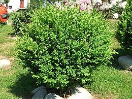Paprastasis buksmedis (Buxus sempervirens)