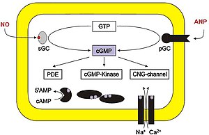 English: Drawing showing targets of cGMP in cells